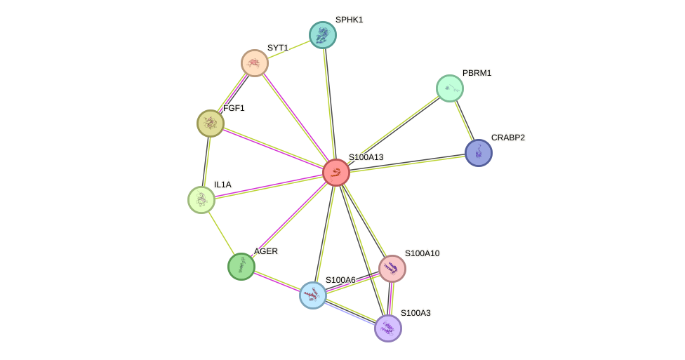 STRING protein interaction network