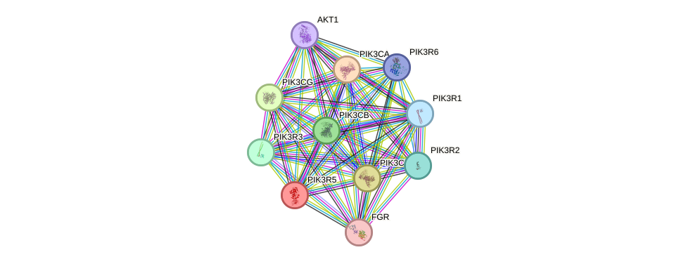 STRING protein interaction network