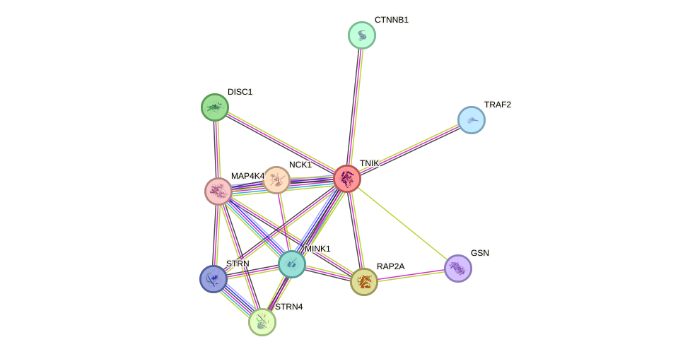 STRING protein interaction network