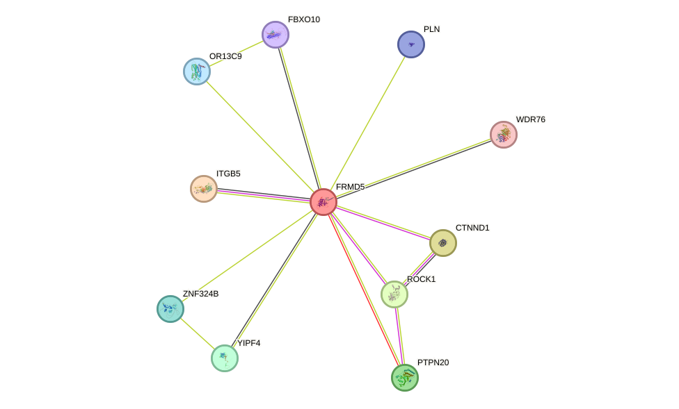 STRING protein interaction network