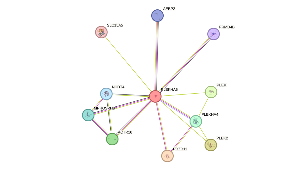 STRING protein interaction network