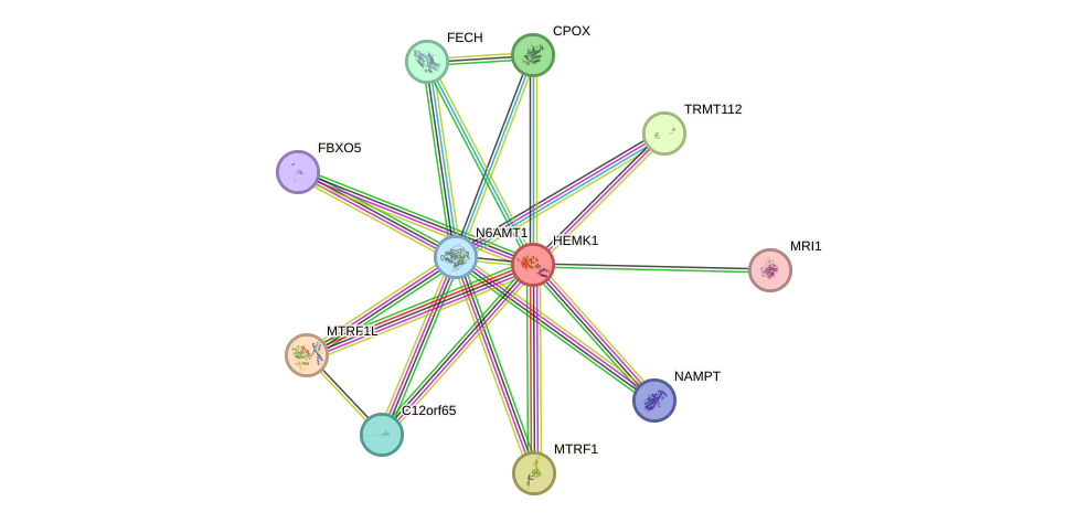 STRING protein interaction network