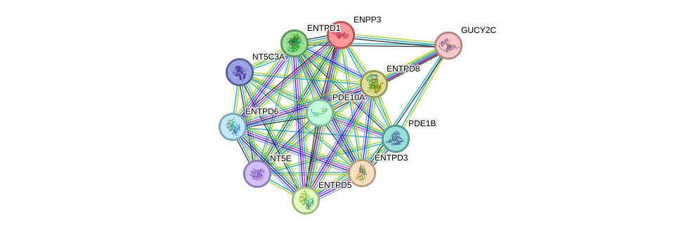 STRING protein interaction network