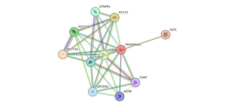 STRING protein interaction network