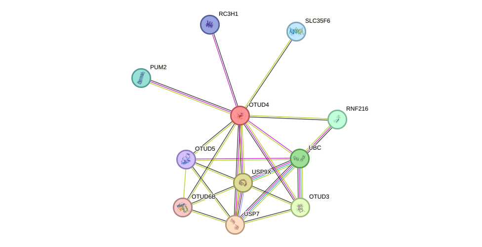 STRING protein interaction network