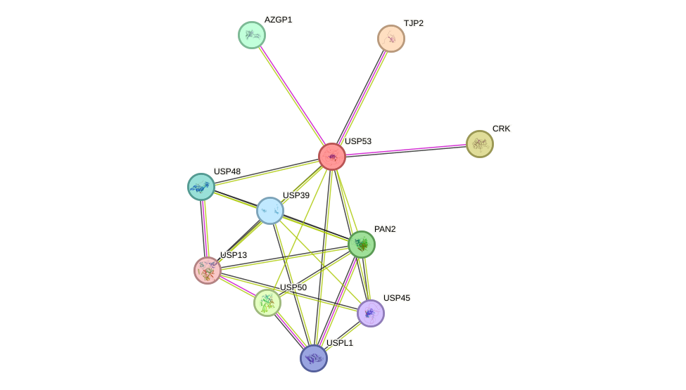 STRING protein interaction network