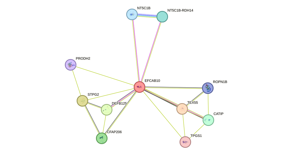 STRING protein interaction network