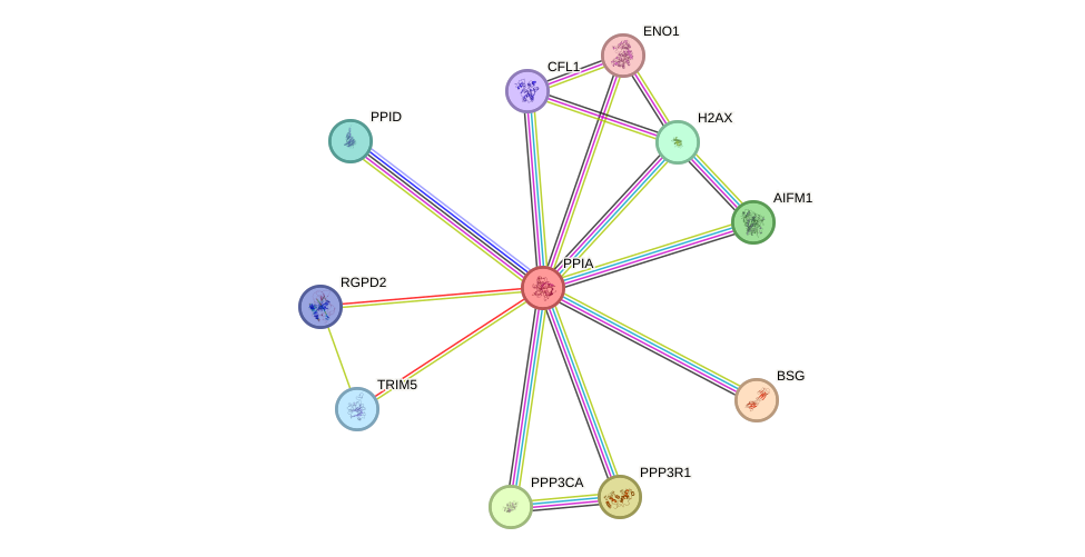 STRING protein interaction network