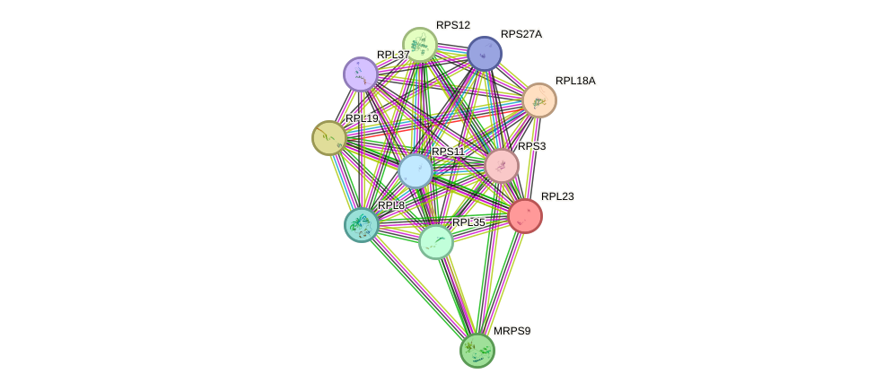 STRING protein interaction network