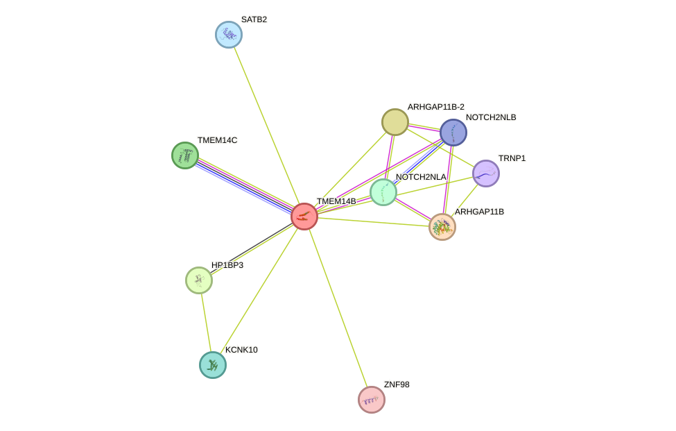 STRING protein interaction network