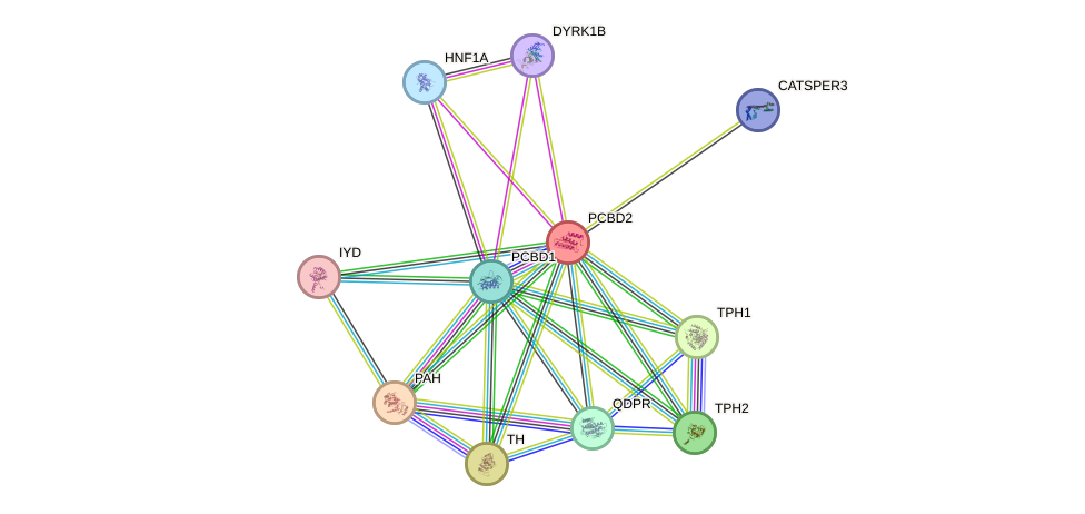 STRING protein interaction network