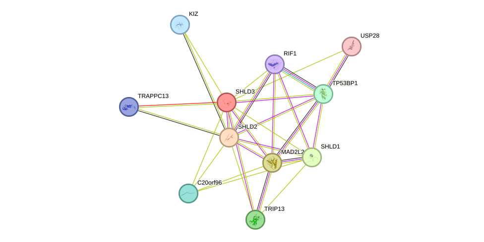 STRING protein interaction network