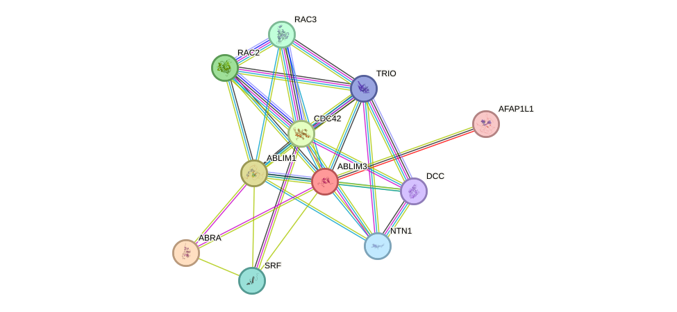 STRING protein interaction network