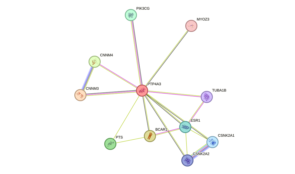 STRING protein interaction network