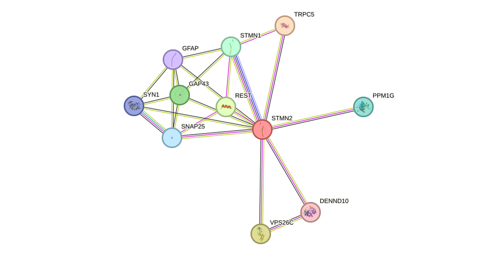 STRING protein interaction network