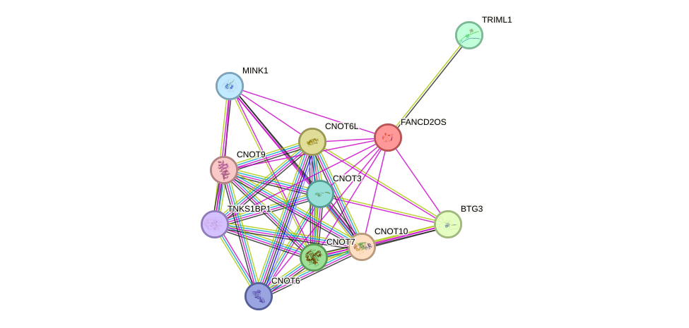 STRING protein interaction network