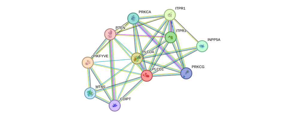 STRING protein interaction network