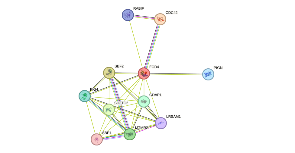 STRING protein interaction network