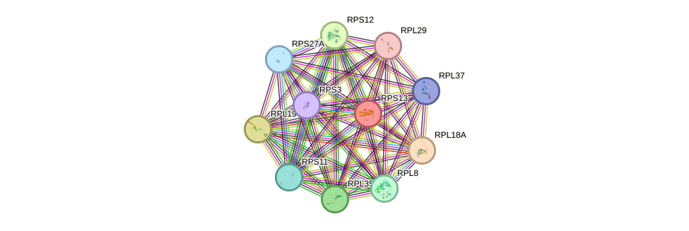 STRING protein interaction network