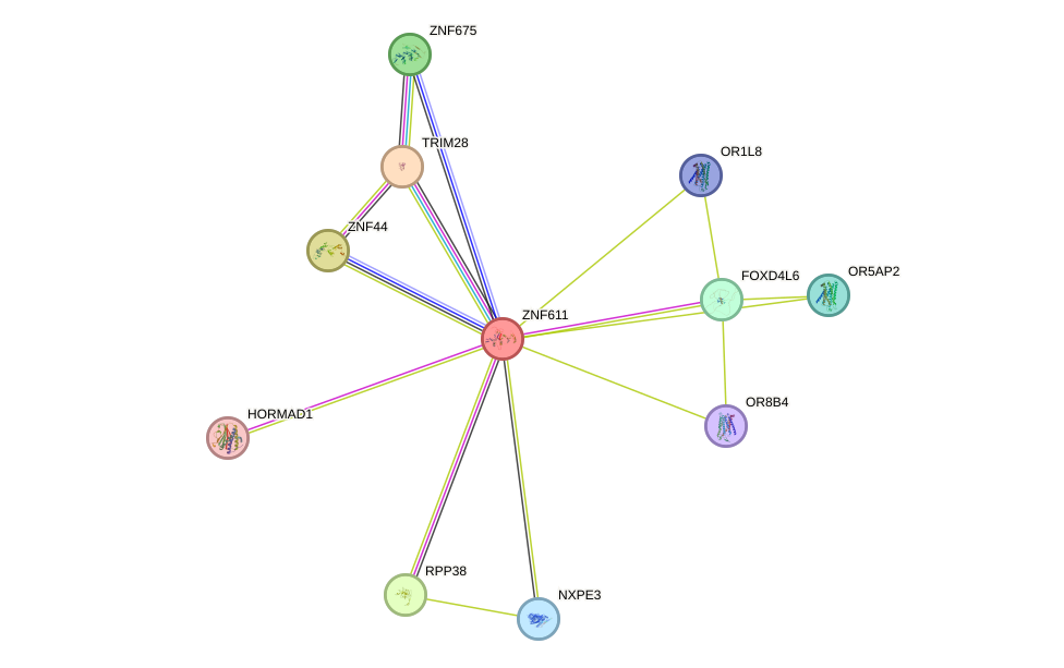 STRING protein interaction network