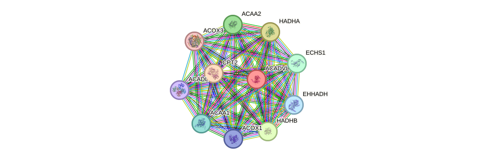 STRING protein interaction network