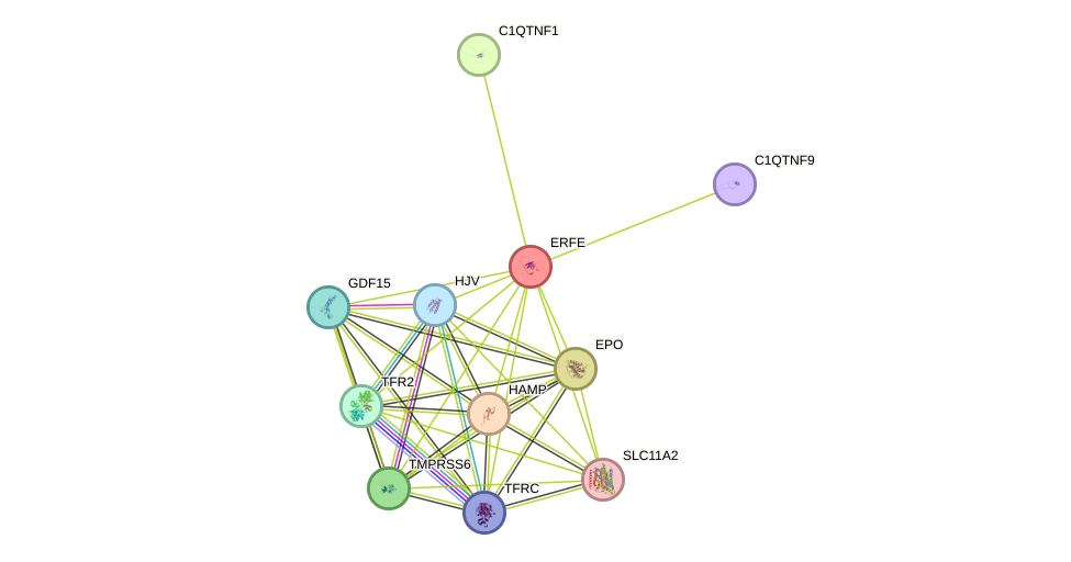 STRING protein interaction network