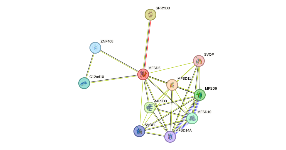 STRING protein interaction network