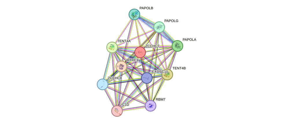 STRING protein interaction network