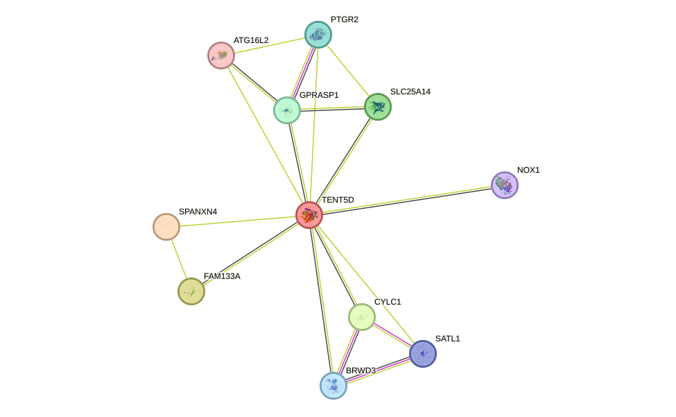 STRING protein interaction network