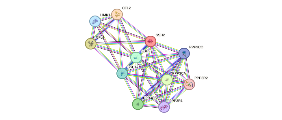 STRING protein interaction network