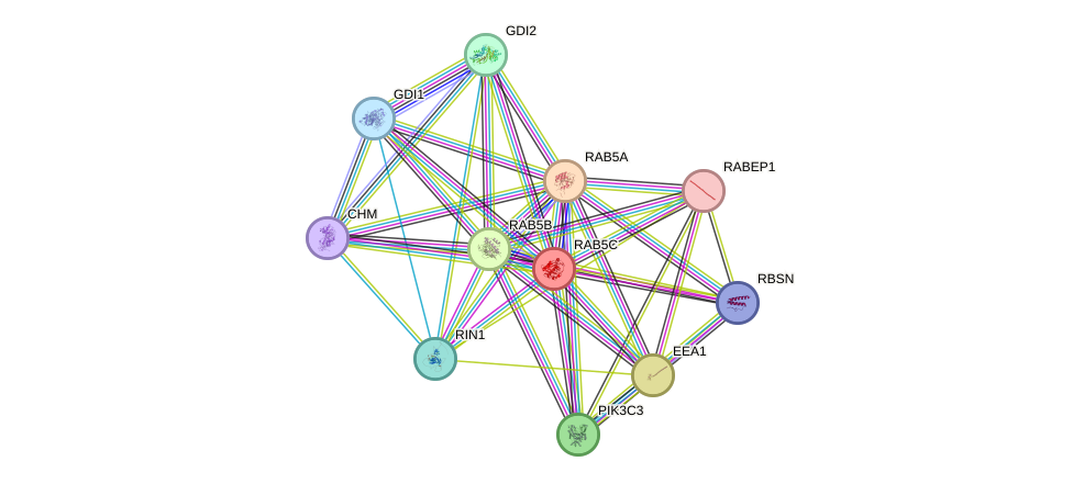 STRING protein interaction network