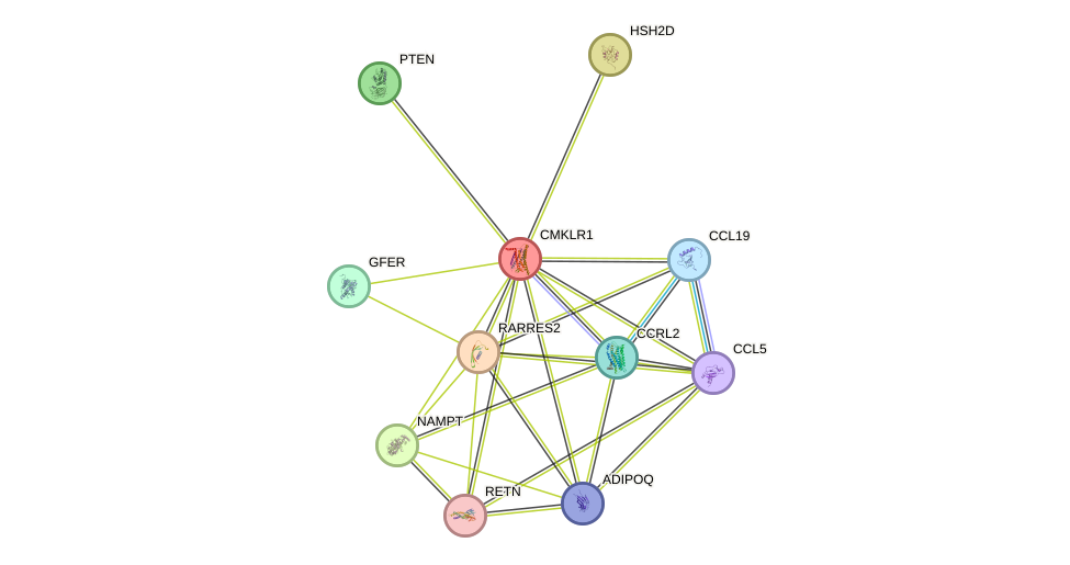 STRING protein interaction network