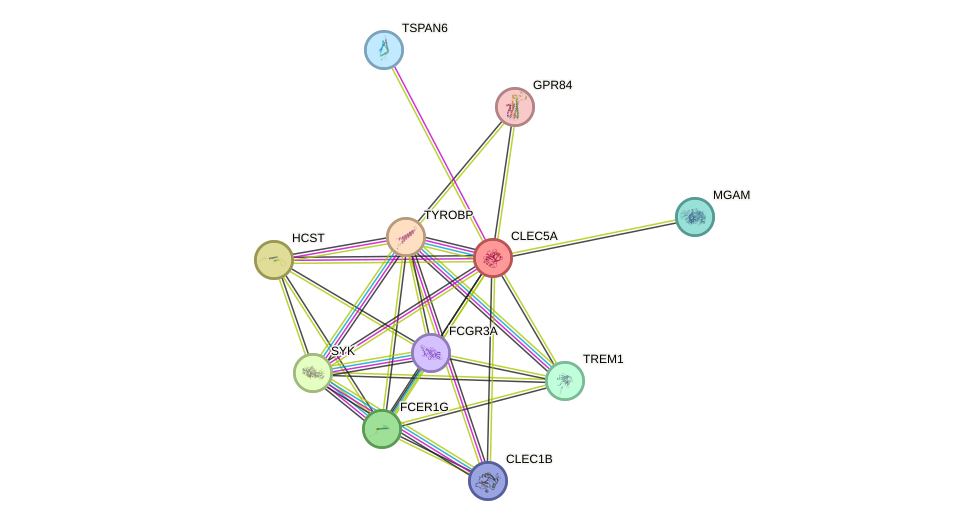 STRING protein interaction network