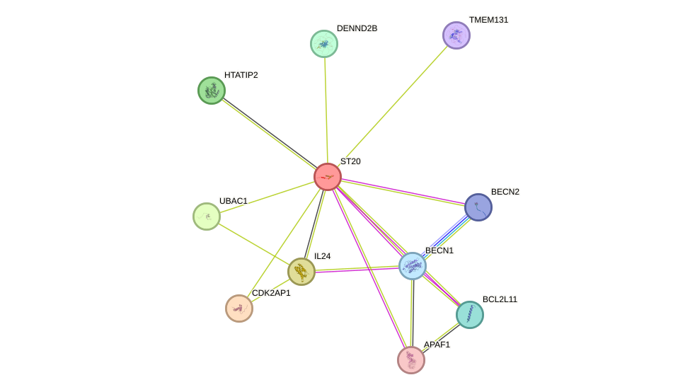 STRING protein interaction network