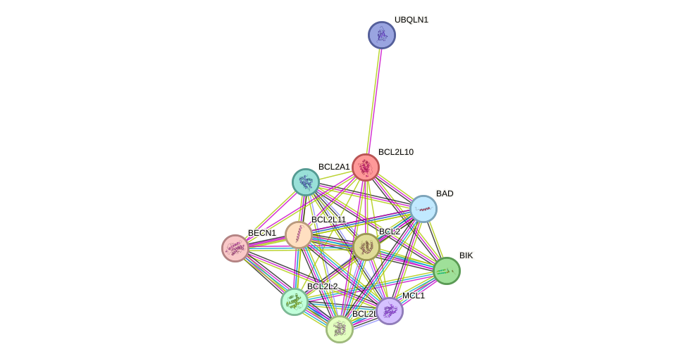 STRING protein interaction network