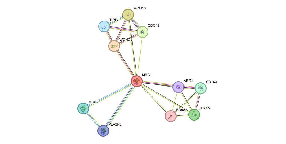 STRING protein interaction network