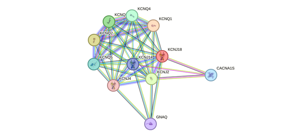 STRING protein interaction network