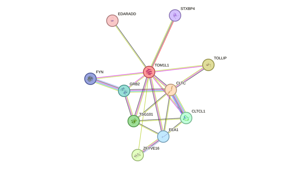 STRING protein interaction network