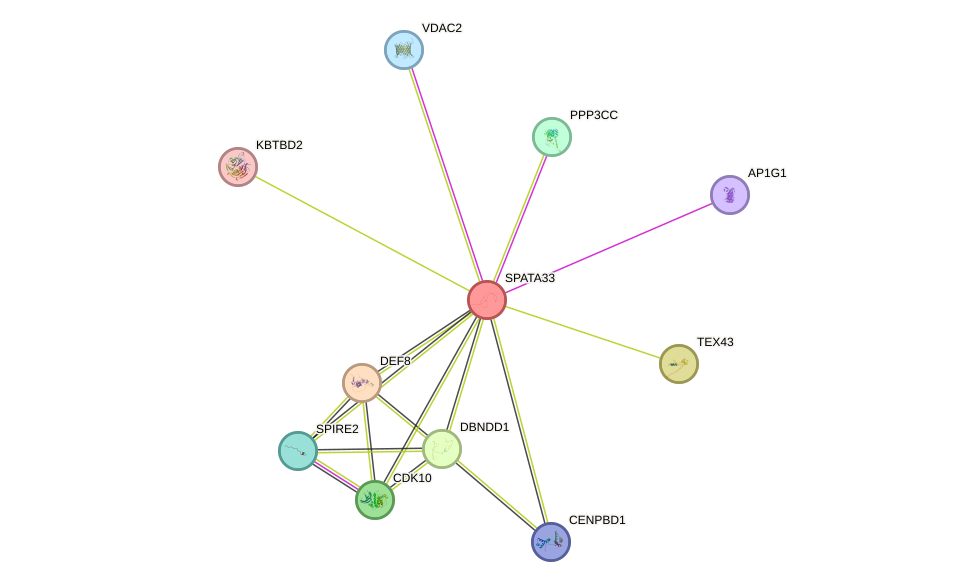 STRING protein interaction network