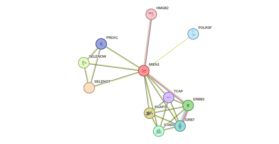 STRING protein interaction network