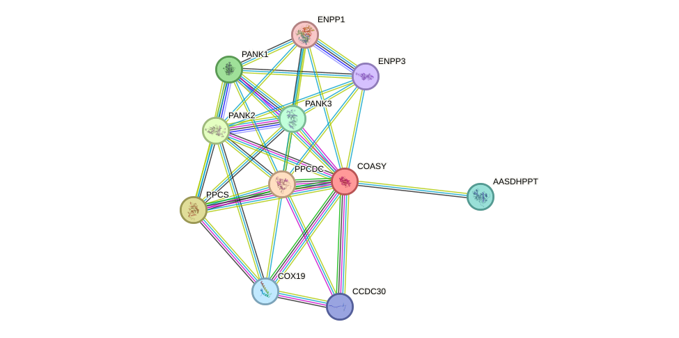 STRING protein interaction network