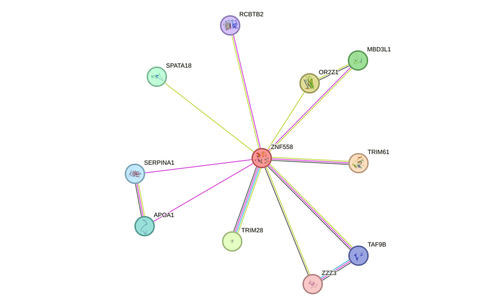 STRING protein interaction network