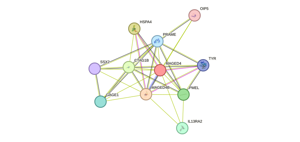 STRING protein interaction network