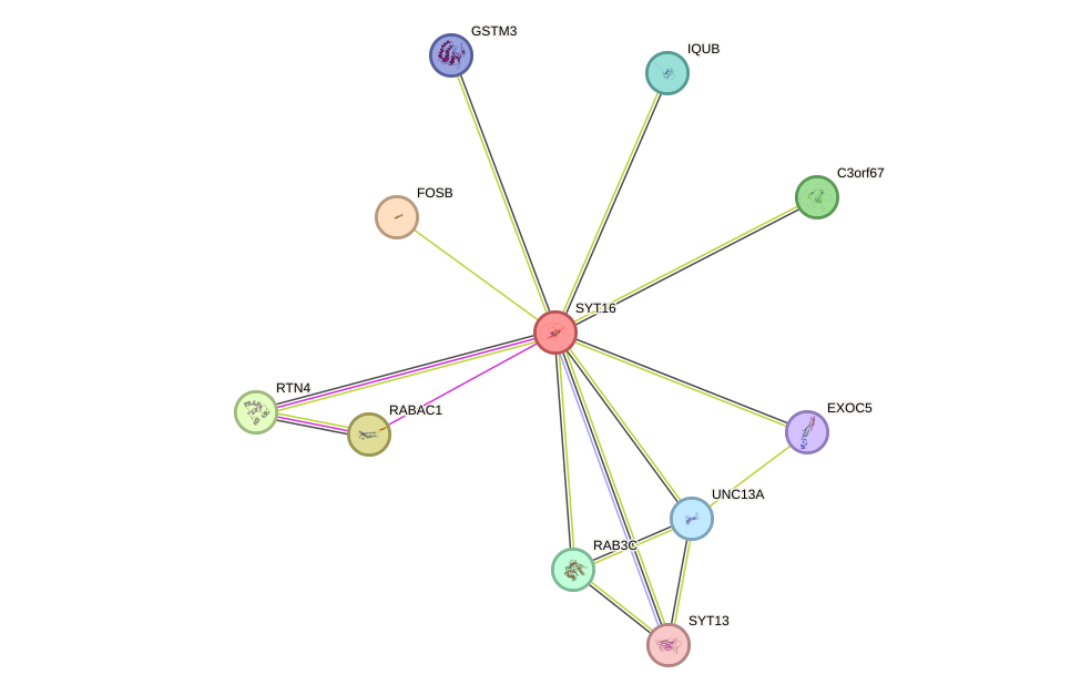 STRING protein interaction network