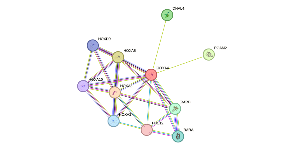 STRING protein interaction network