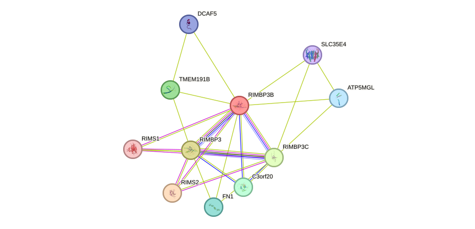 STRING protein interaction network