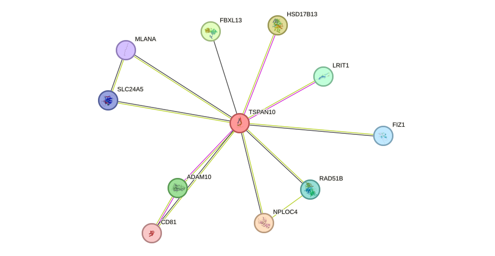 STRING protein interaction network