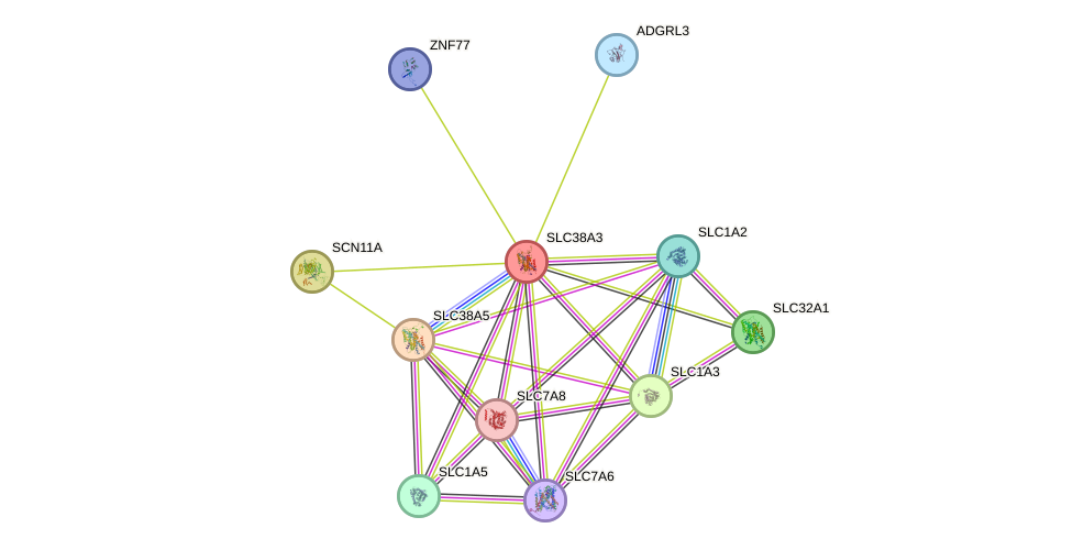 STRING protein interaction network