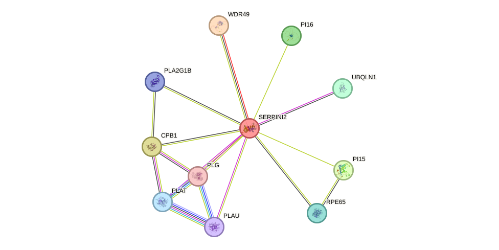 STRING protein interaction network