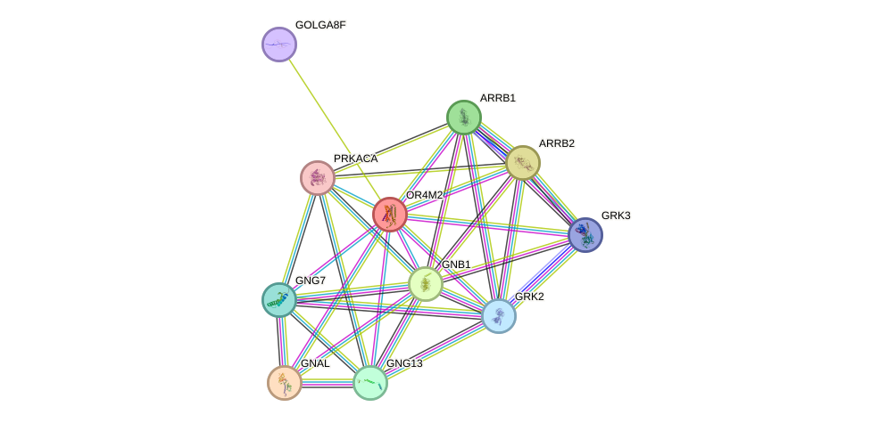 STRING protein interaction network